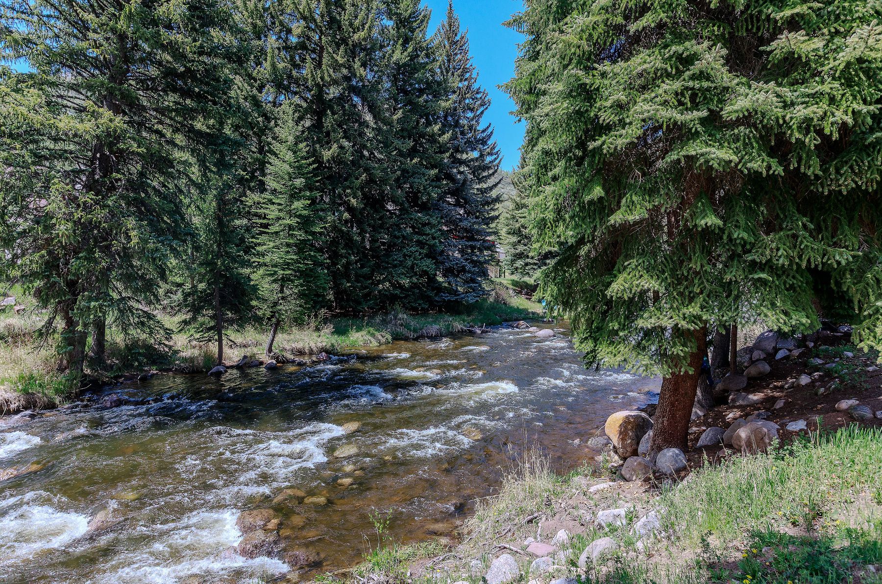 Whitewater and old-growth spruce along the property
